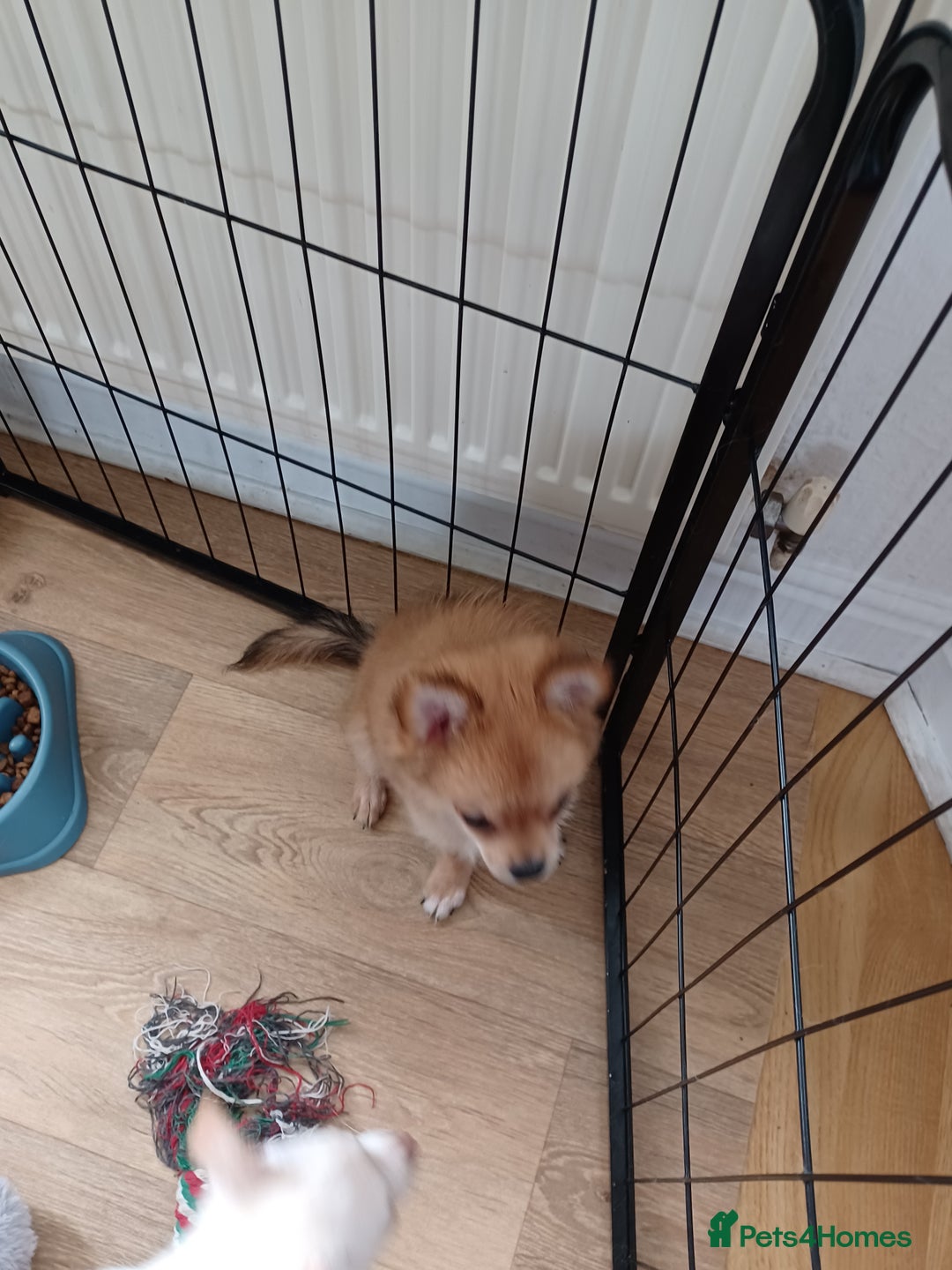 Pomchi dogs for sale: Pomchi - Image 4