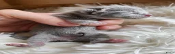 Russian Blue cats for sale: *TOP* Quality Genetically Tested Russian Blues - Advert 6