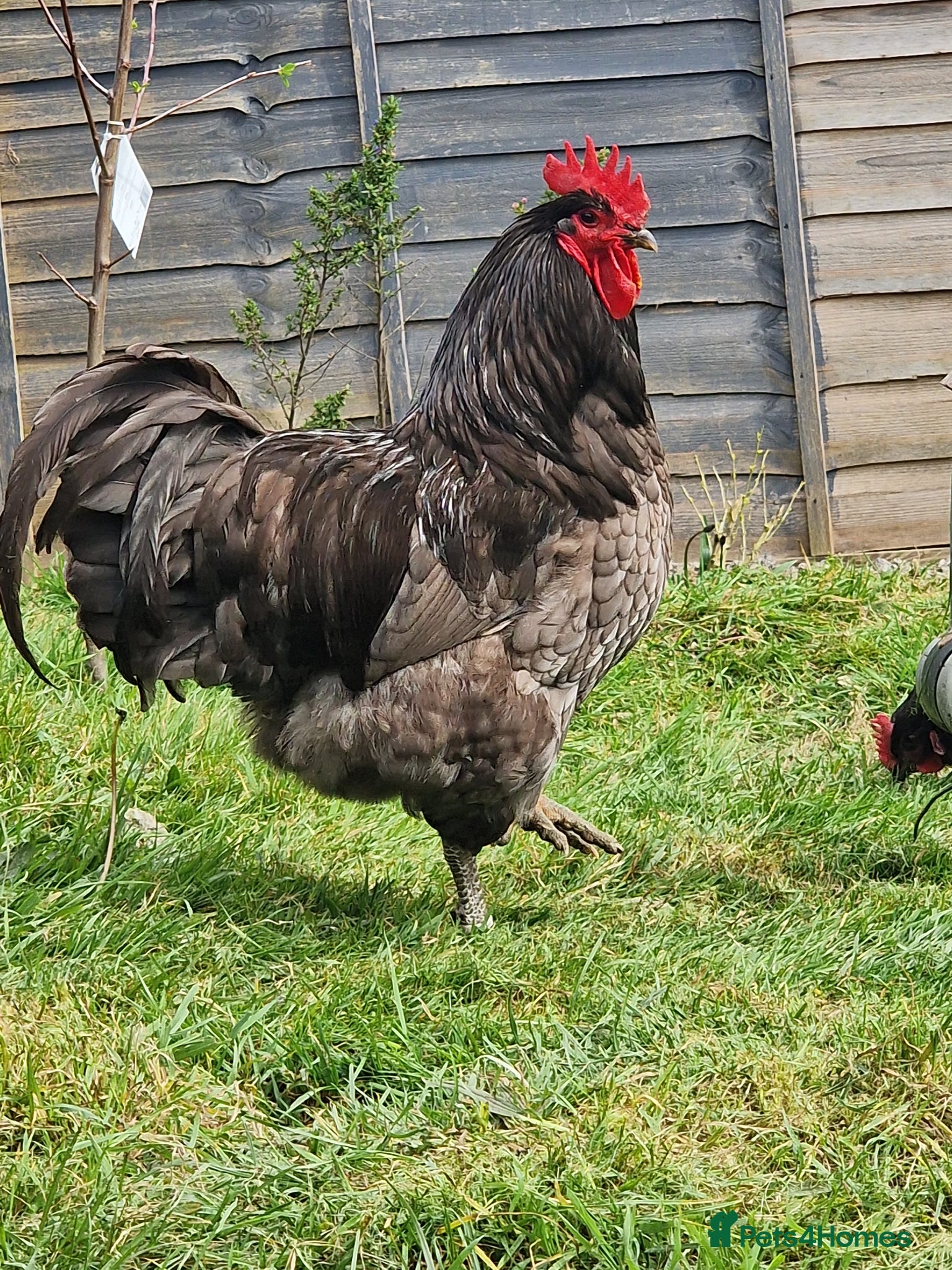 Chickens poultry Blue Jersey Giant hatching eggs - Advert 5