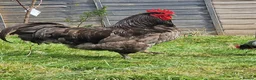 Chickens poultry for sale: Blue Jersey Giant hatching eggs - Advert 1
