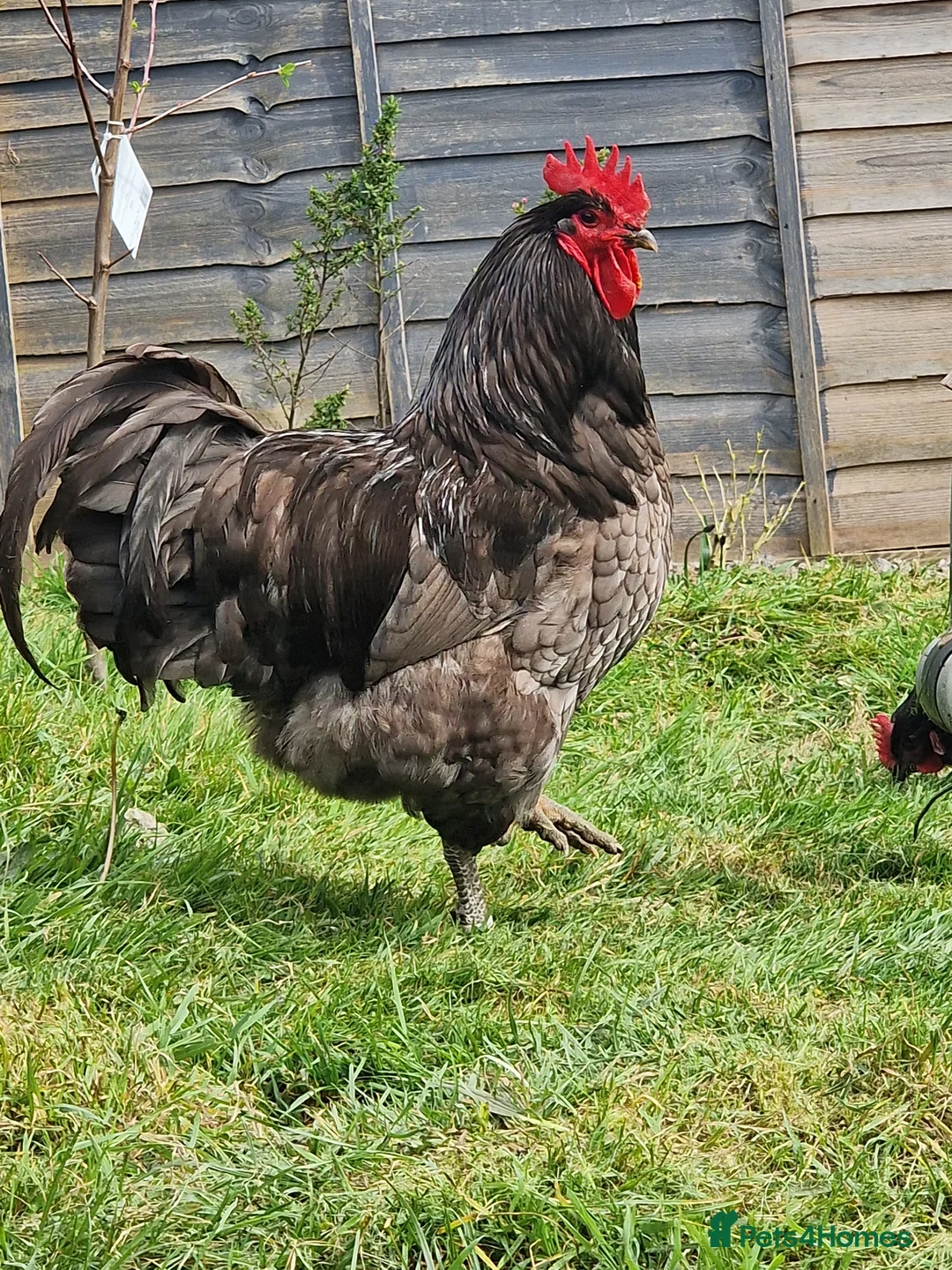 Chickens poultry for sale: Blue Jersey Giant hatching eggs - Advert 1