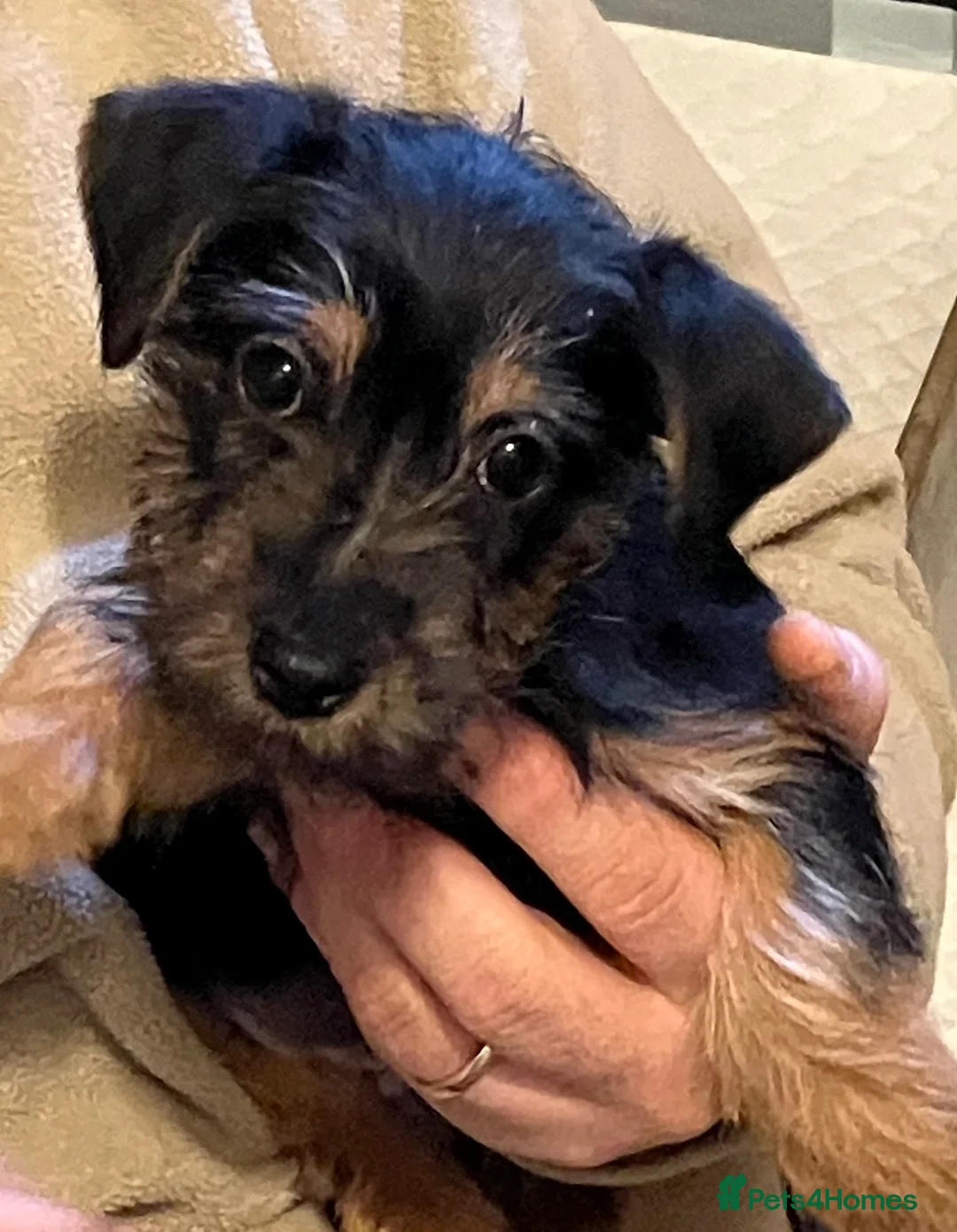 Jack Russell dogs for sale: Happy Family bred hooligans - Advert 2