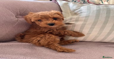 Maltipoo dogs - Advert 12
