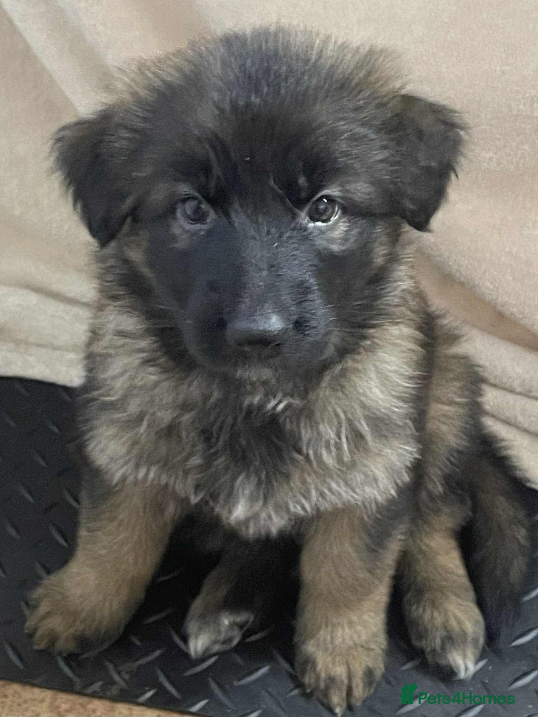 German Shepherd dogs for sale: Stunning longcoat German Shepherd puppies - Image 14