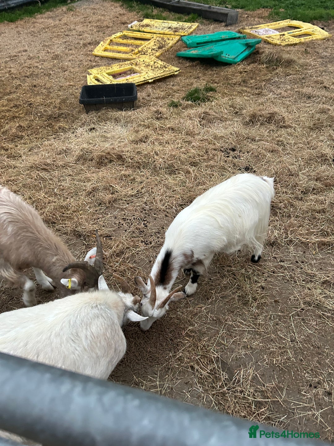 Goats livestock for sale: Mixed goats - Advert 5