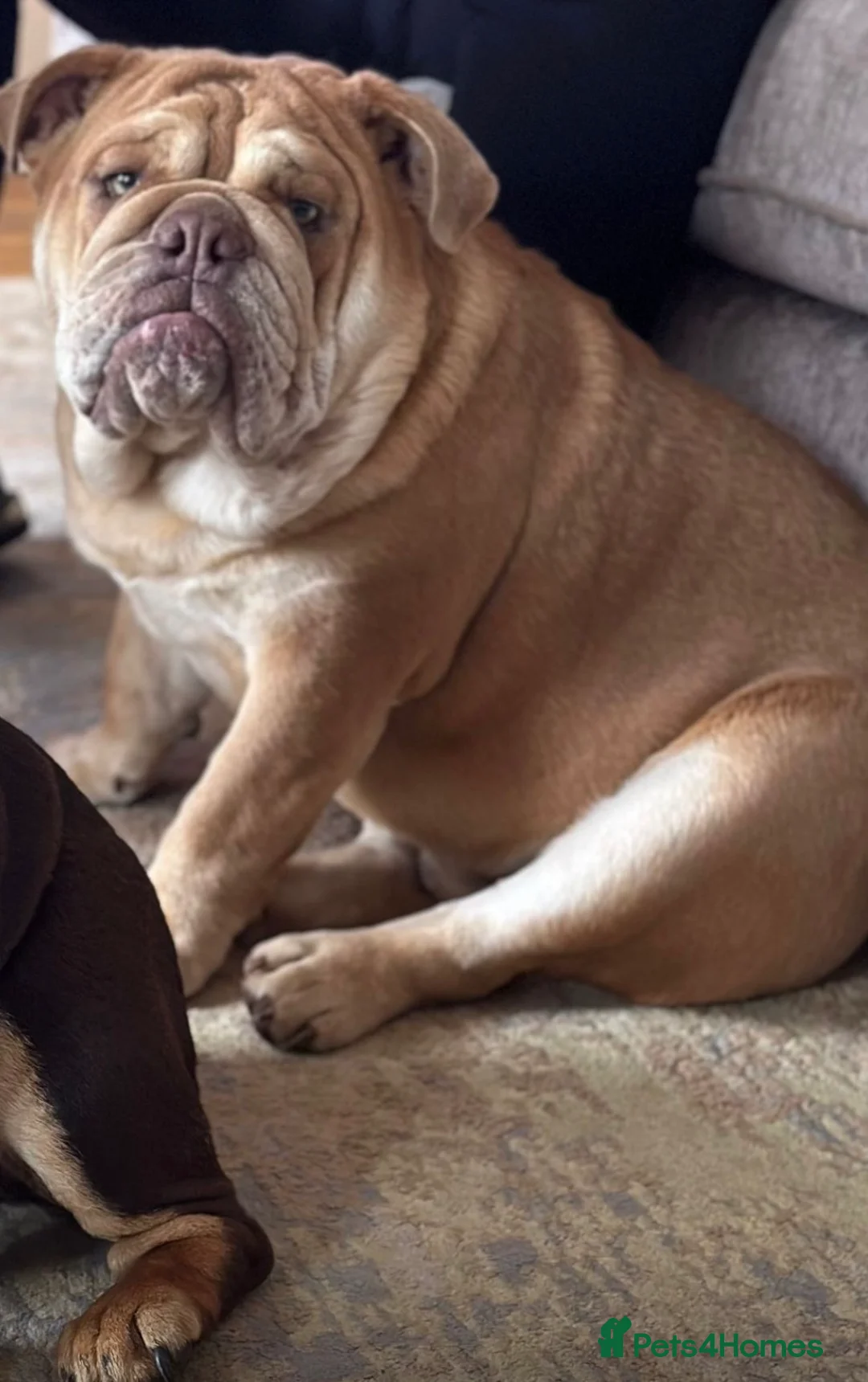 English Bulldog dogs for sale: 16 Months Old  - Advert 2