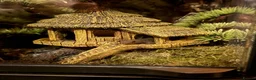 Gecko reptiles for sale: Mourning Geckos - Advert 8