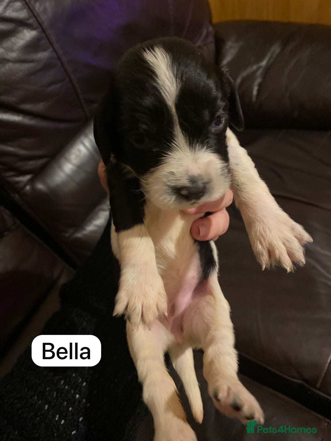 English Springer Spaniel dogs for sale: 6 Kc registered English springer spaniel pups  - Advert 13