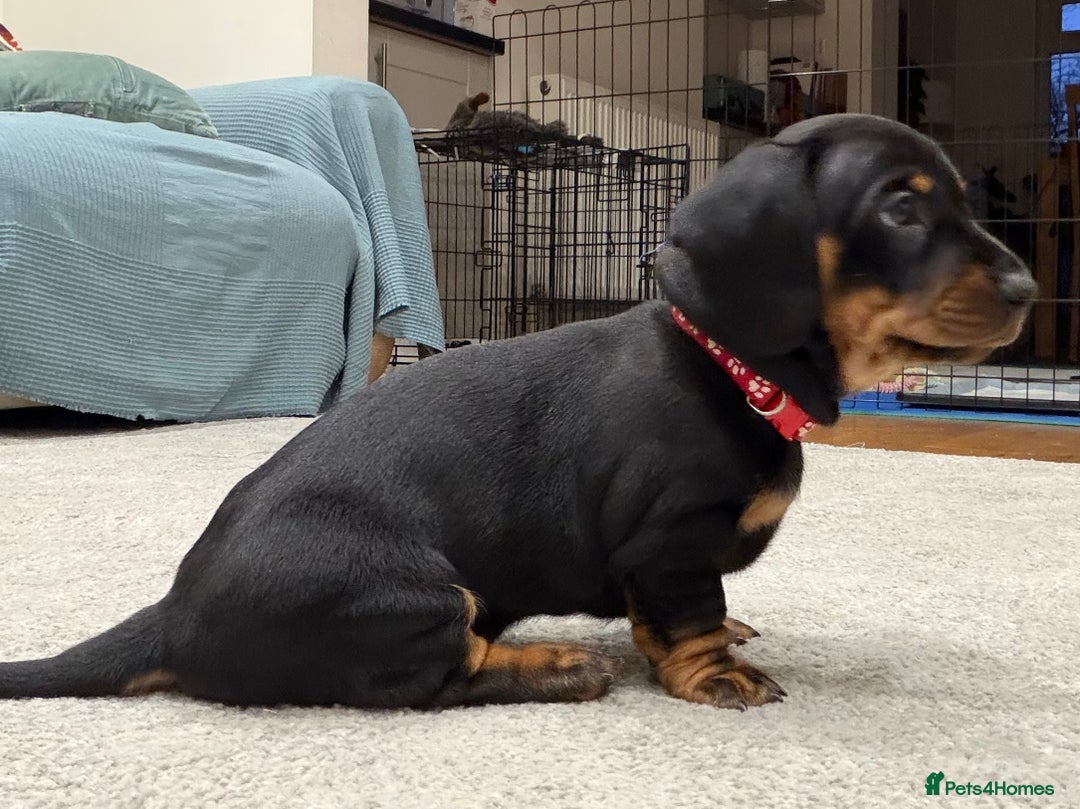 Dachshund dogs for sale: Beautiful Dachshund Puppies – KC Registered Lines - Advert 21