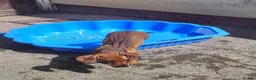 Dachshund dogs for sale: Beautiful standard dachshund  - Advert 12