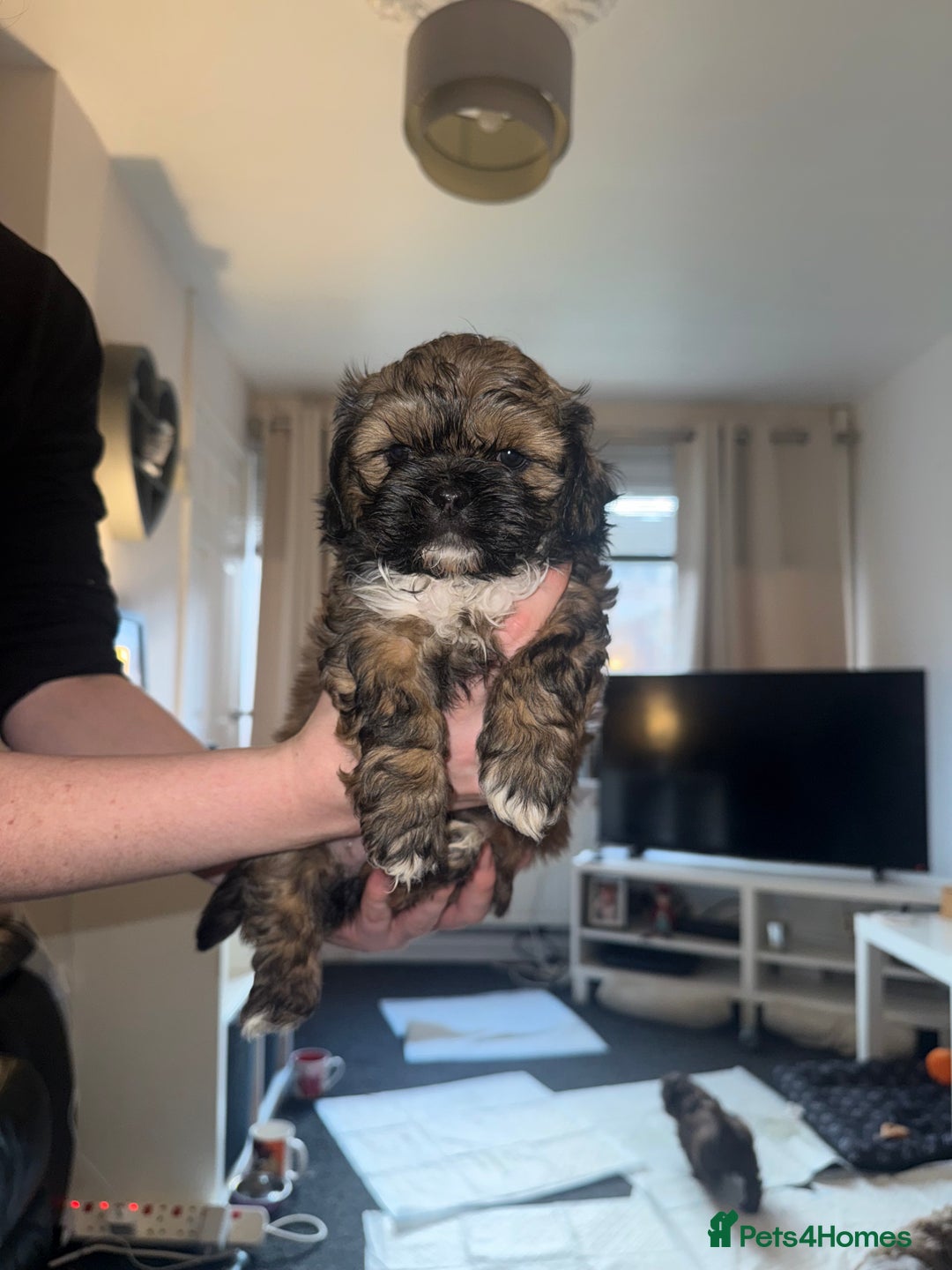 Shihpoo dogs for sale: Beautiful Shihpoo puppies  - Image 12