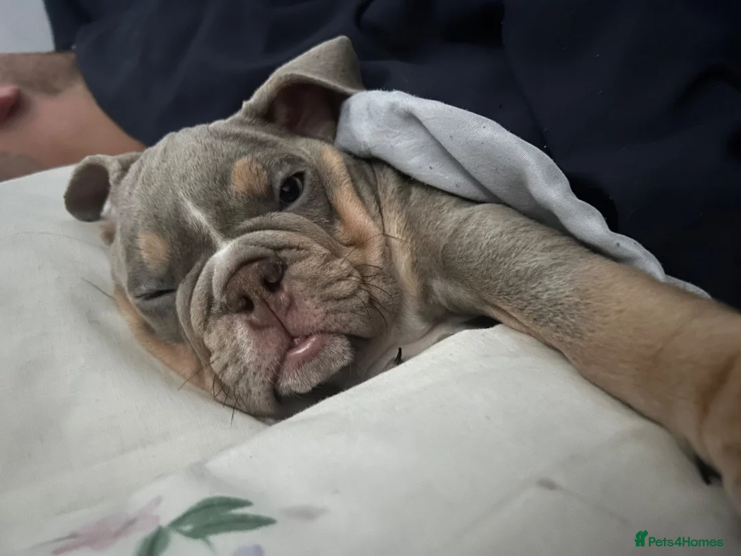 English Bulldog dogs for sale: Beautiful English bulldog  - Advert 2
