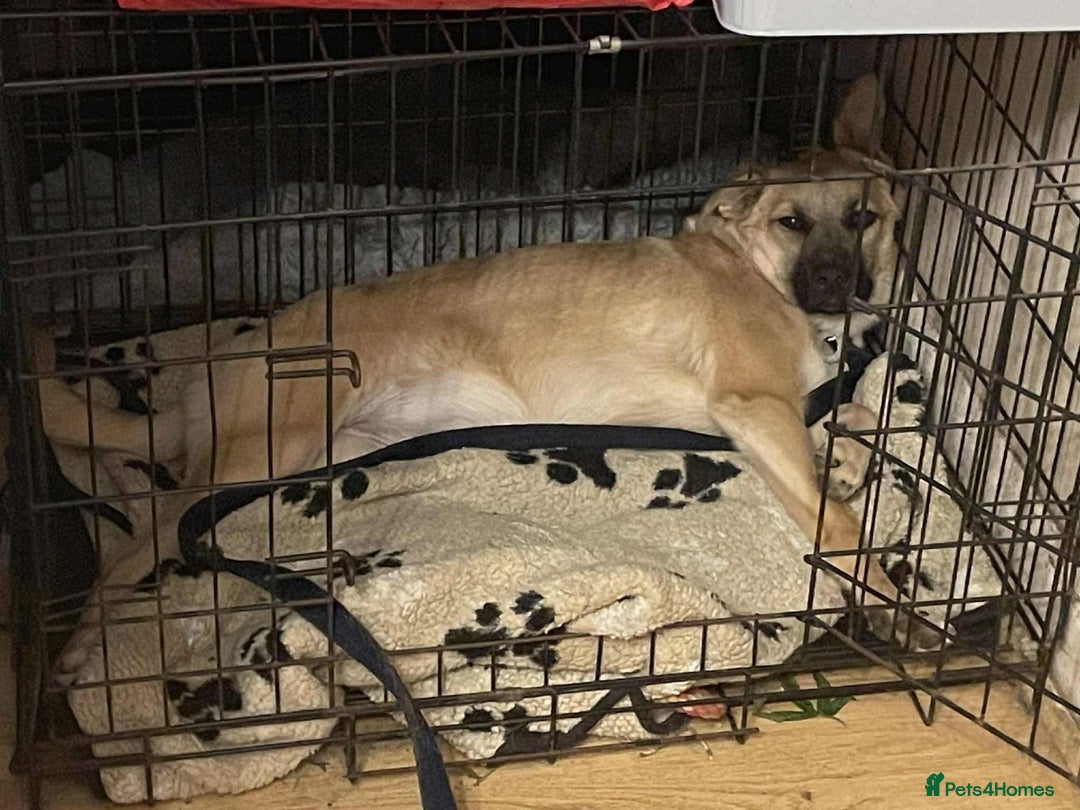 Mixed Breed dogs for adoption: Luanna - Hingham Norfolk  - Image 7