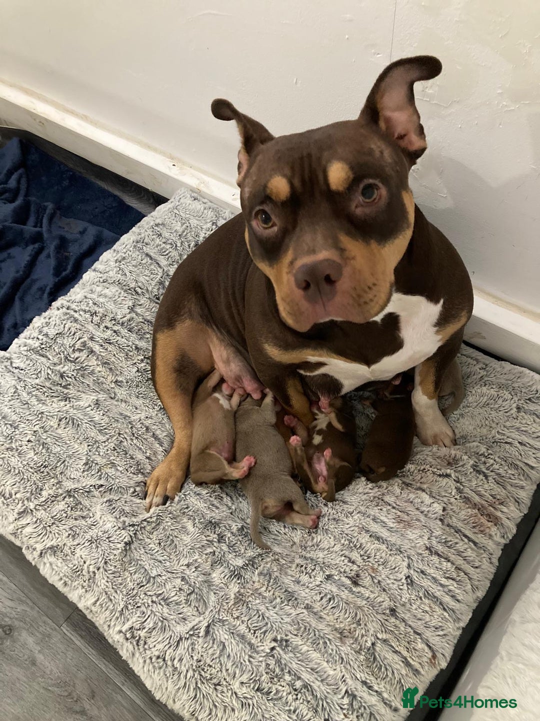 American Bully dogs for sale: Pocket bullys - Advert 12