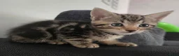 Mixed Breed cats for sale: Mixed Bread Kittens  - Advert 9