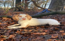 Cocker Spaniel dogs for sale: Cocker Spaniel puppies  - Image 4
