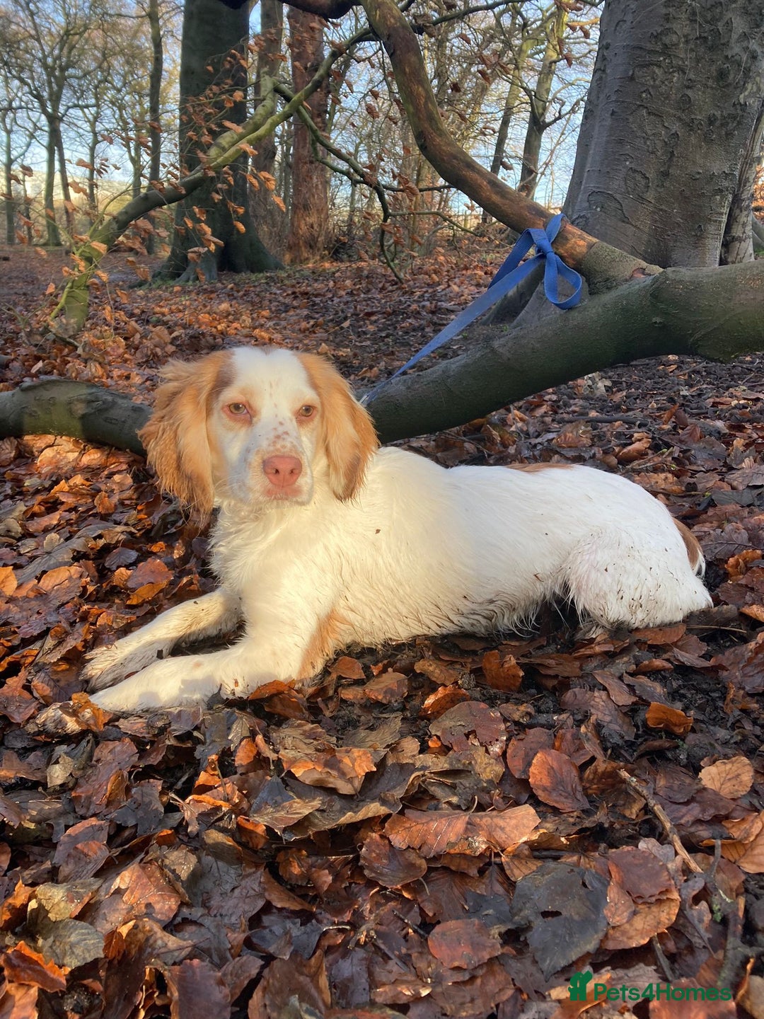 Cocker Spaniel dogs for sale: Cocker Spaniel puppies  - Image 4