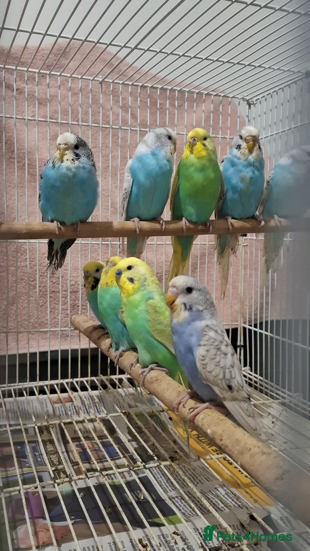 Budgerigars birds for sale: Budgies for sale  - Advert 6