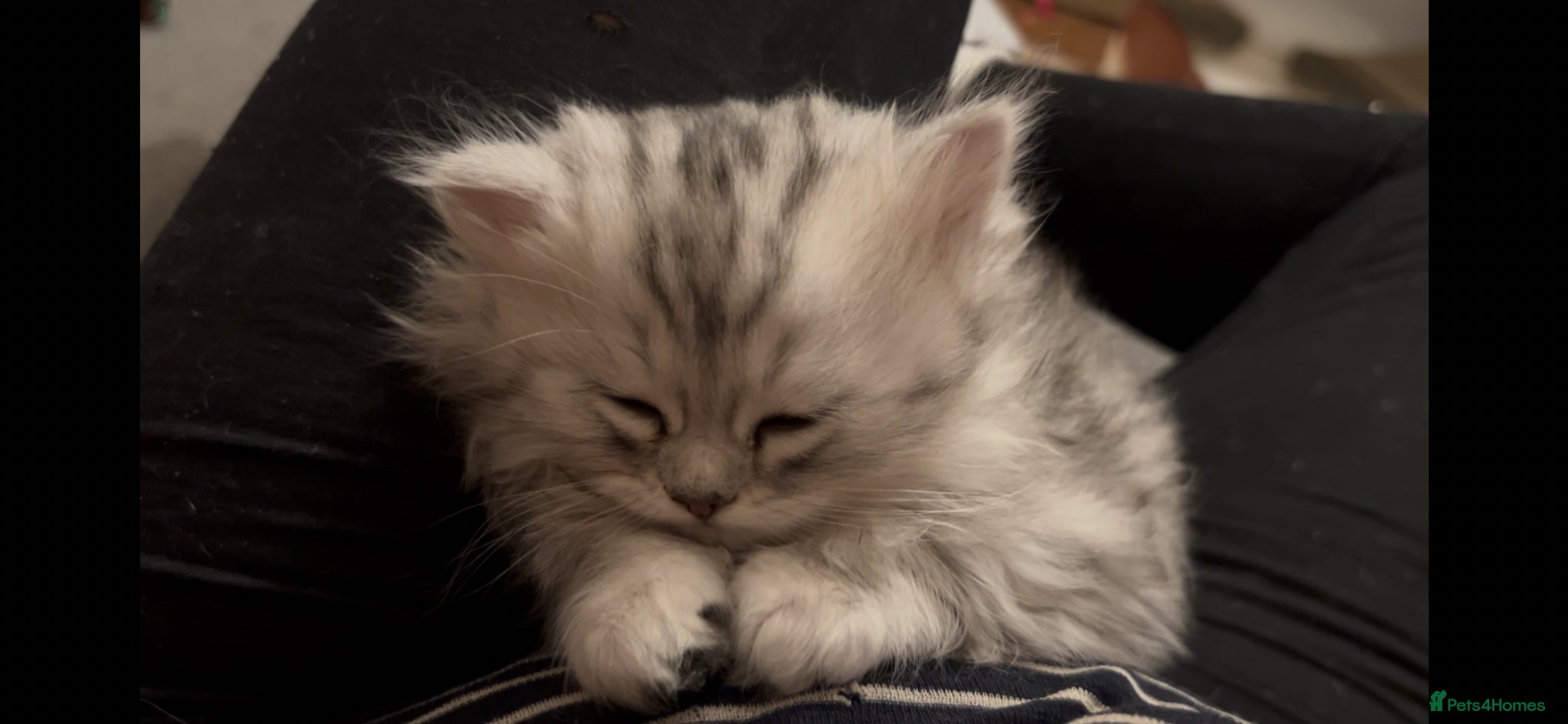 Munchkin cats Beautiful Fur Babies 🤗 - Advert 2