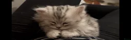 Munchkin cats for sale: Beautiful Fur Babies 🤗 - Advert 7