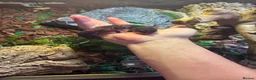 Gecko reptiles for sale: 3 fat tailed geckos all female not including tank in High Wycombe - Advert 2