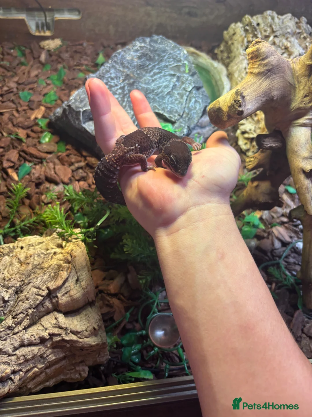 Gecko reptiles for sale: 3 fat tailed geckos all female not including tank in High Wycombe - Advert 2