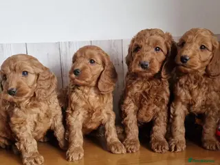 Cavapoo dogs Beautiful cavapoo puppies ready for forever homes - Advert 3