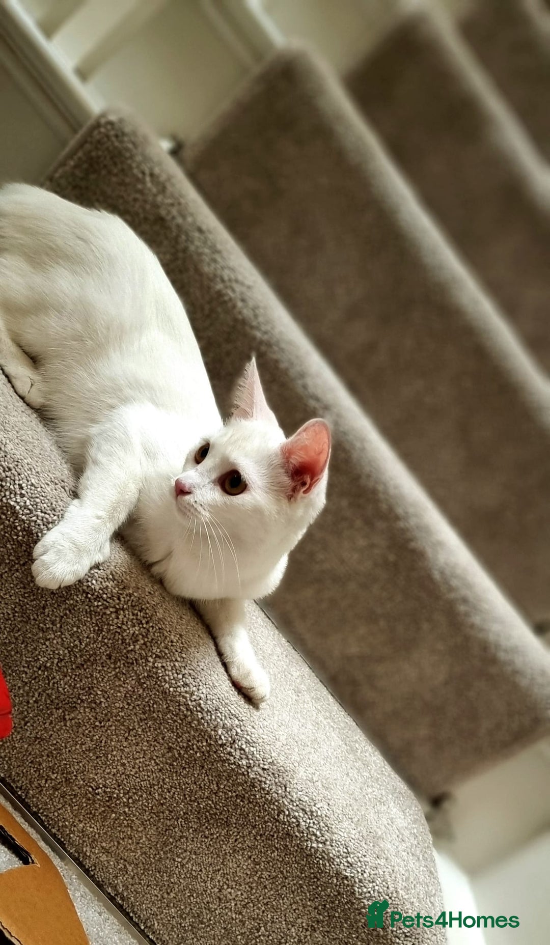 Turkish Angora cats for sale: Luxurious Turkish Agora mother cat for sale - Advert 6