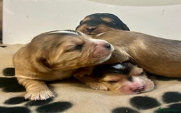 Cockalier dogs for sale: ✨ Beautiful Cockalier puppies ✨ - Image 2