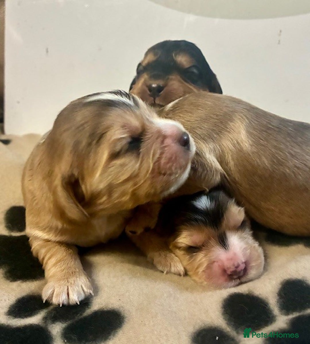 Cockalier dogs for sale: ✨ Beautiful Cockalier puppies ✨ - Image 2