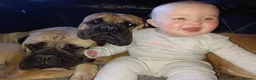Bullmastiff dogs for sale: 🐾🐶KC BULLMASTIFF PUPPIES🐶🐾 in Wednesbury - Advert 6