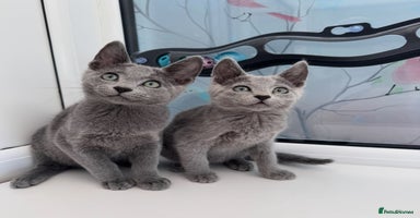 Russian Blue cats - Advert 4