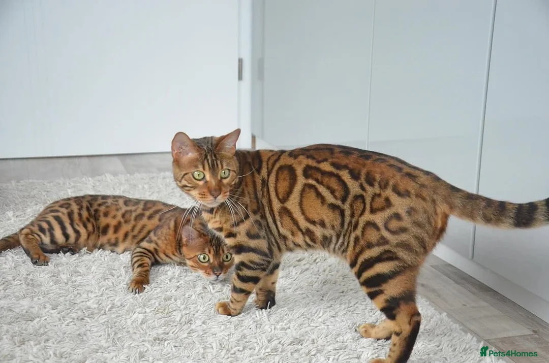 Bengal cats for sale: Beautiful Bengal Kittens Available in Leicester - Advert 4