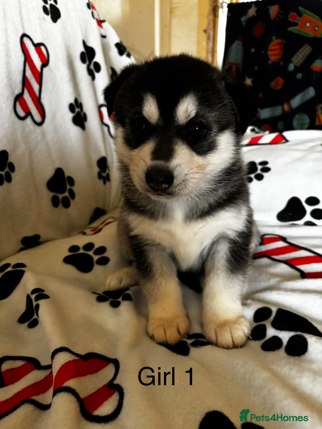 Shepsky dogs for sale: 3 beautiful shepsky puppies  in Stoke-on-Trent - Advert 4