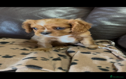 Cavalier King Charles Spaniel dogs for sale: Beautiful Cavalier King Charles Spaniel Puppies - Image 11