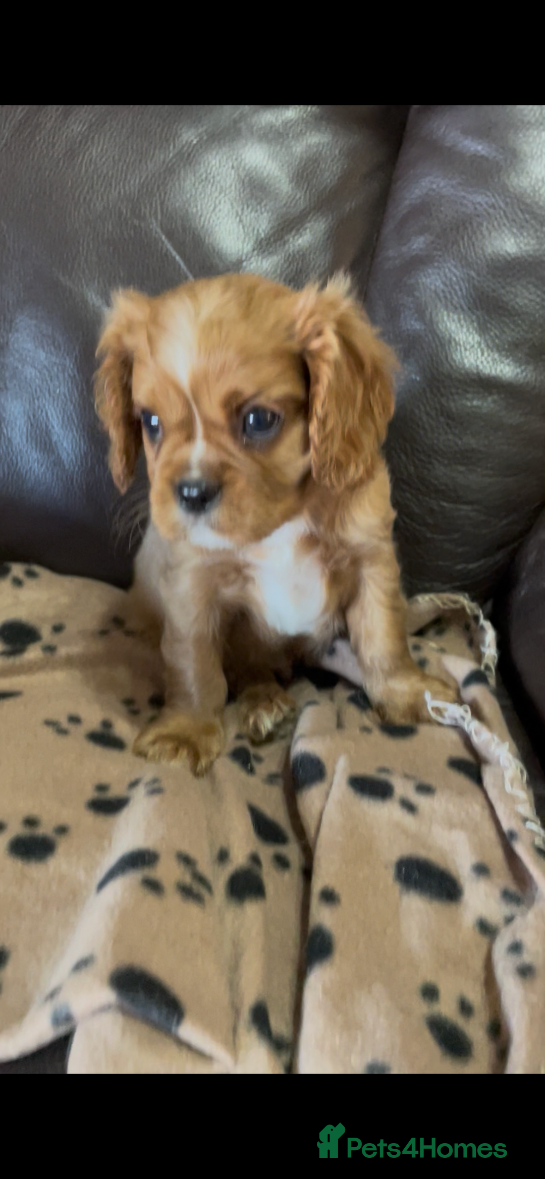 Cavalier King Charles Spaniel dogs for sale: Beautiful Cavalier King Charles Spaniel Puppies - Image 11
