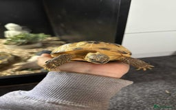 Tortoise reptiles for sale: 5 year old tortoises  - Image 1