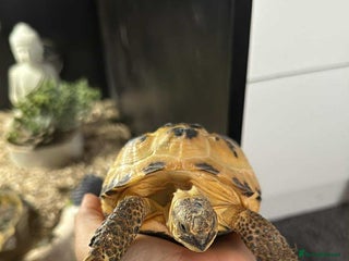 Tortoise reptiles - Advert 1