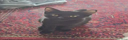 British Shorthair cats for sale: 4, 5 month old cats - Advert 3