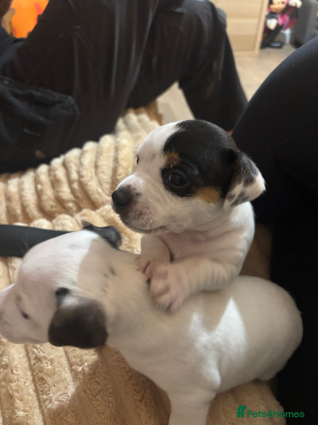 Jack Russell dogs for sale: Beautiful, big and healthy jack Russell pups - Image 13