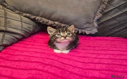 Siberian cats for sale: Adorable kittens Siberian mixt Maine Coon  - Image 3