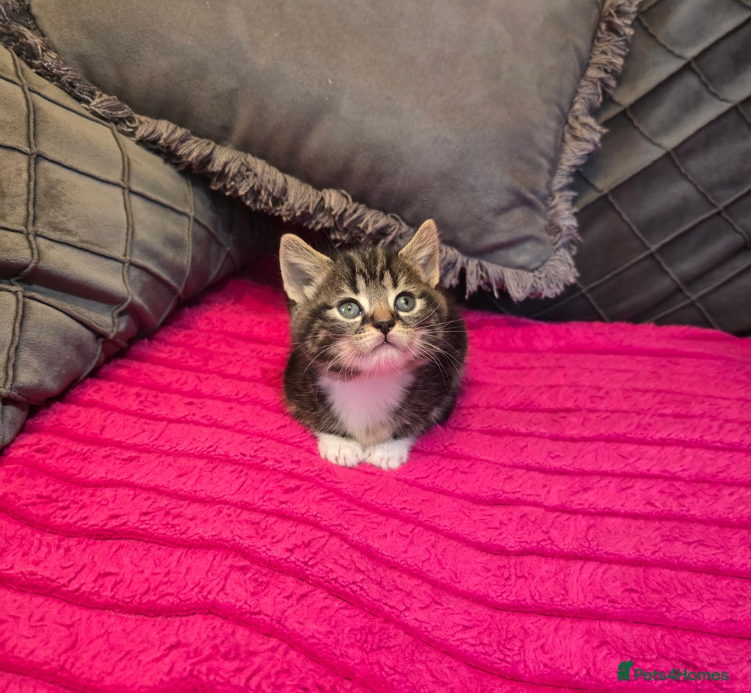 Siberian cats for sale: Adorable kittens Siberian mixt Maine Coon  - Image 3