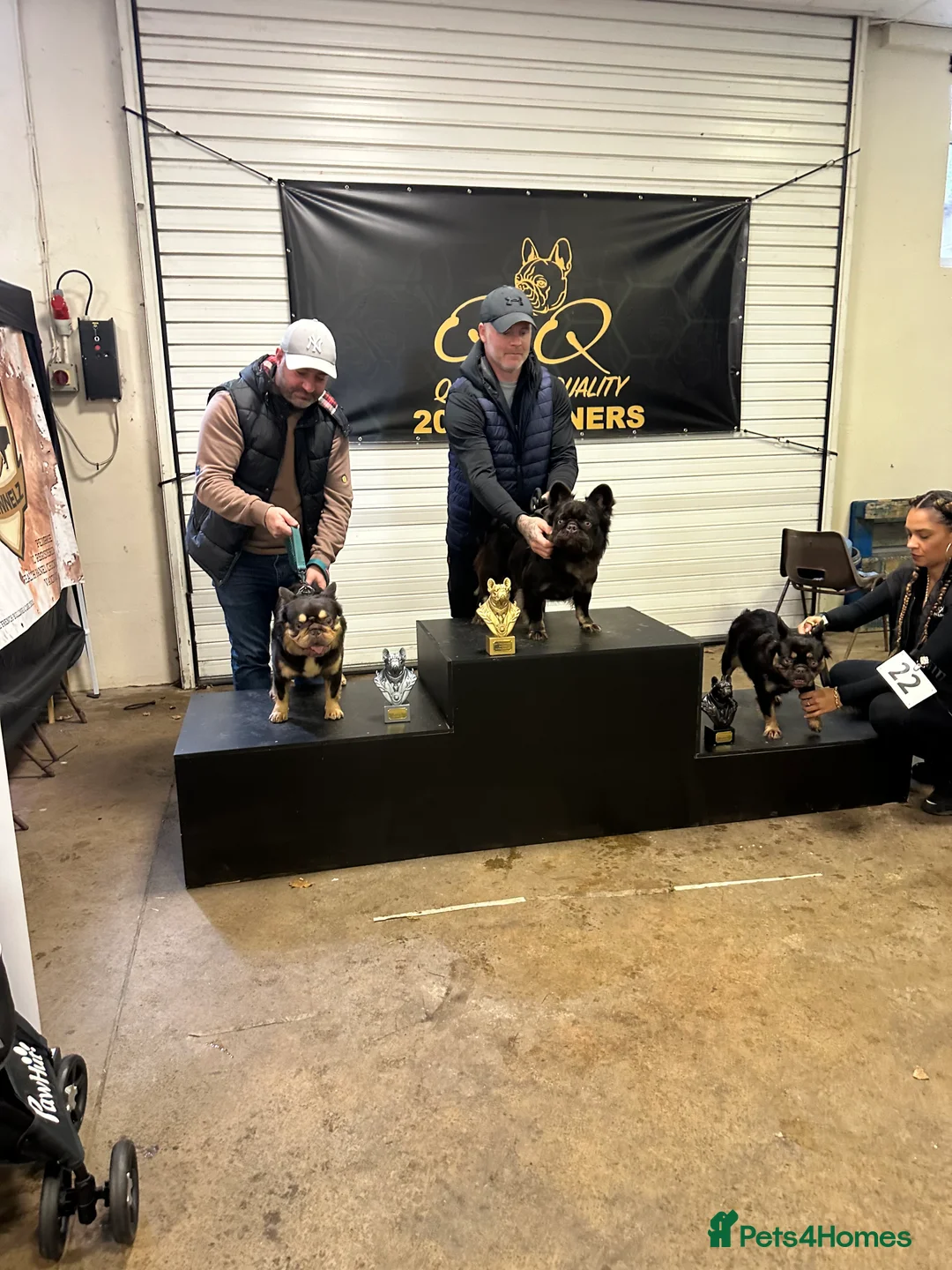 French Bulldog dogs for stud: Visual Big 🧶 Fluffy Stud in Abertillery - Advert 15