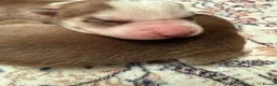 Siberian Husky dogs for sale: Epic Purebred Siberian Huskies - Ready Dec 16th in Treorchy - Advert 8