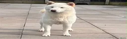 Japanese Shiba Inu dogs for sale: White Japanese Shiba Inu Boy - Advert 5