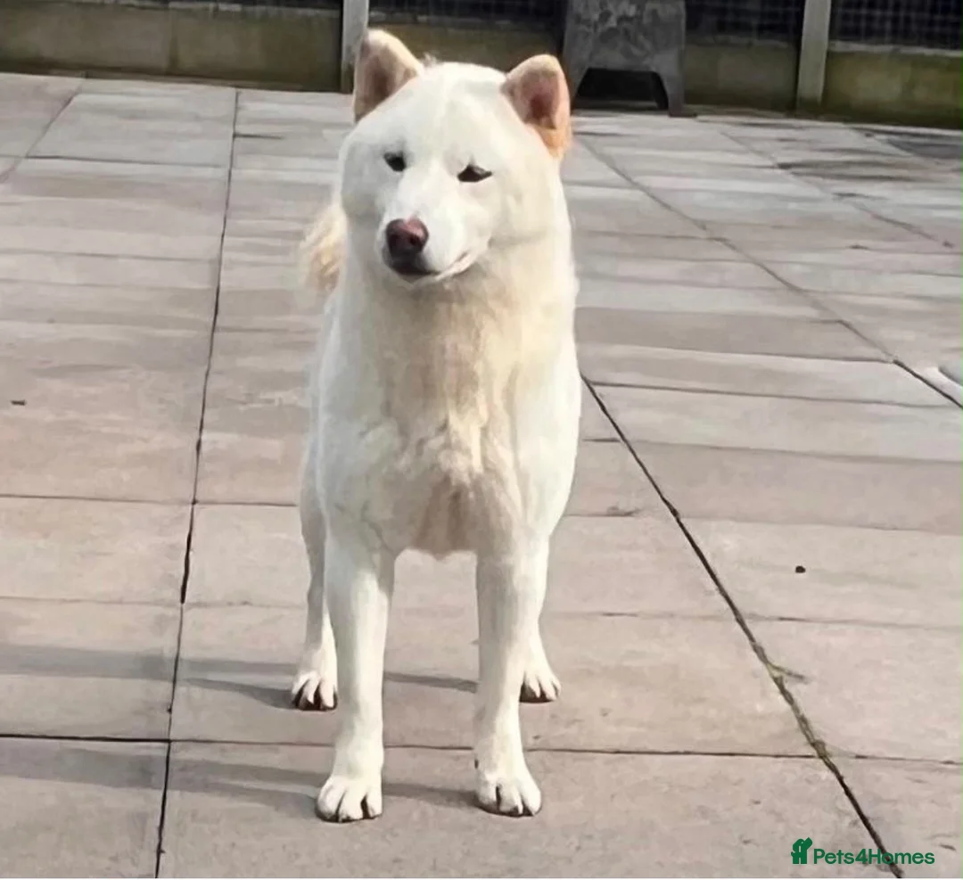 Japanese Shiba Inu dogs for sale: White Japanese Shiba Inu Boy - Advert 5