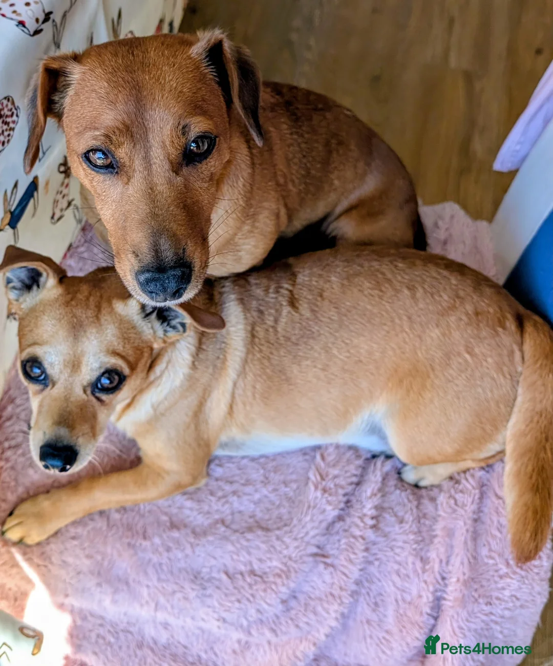 Mixed Breed dogs for sale: Gorgeous family puppies to go to a loving home! 💜 - Advert 5