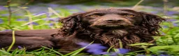 Cocker Spaniel dogs for stud: KC reg Working Cocker Spaniel for Stud - Advert 11