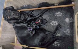 Springador dogs for sale: Springador Puppies - Image 9