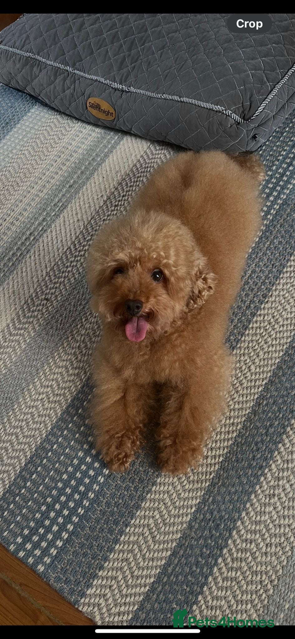 Toy Poodle dogs Handsome Toy Poodle For Stud in Braintree - Advert 12